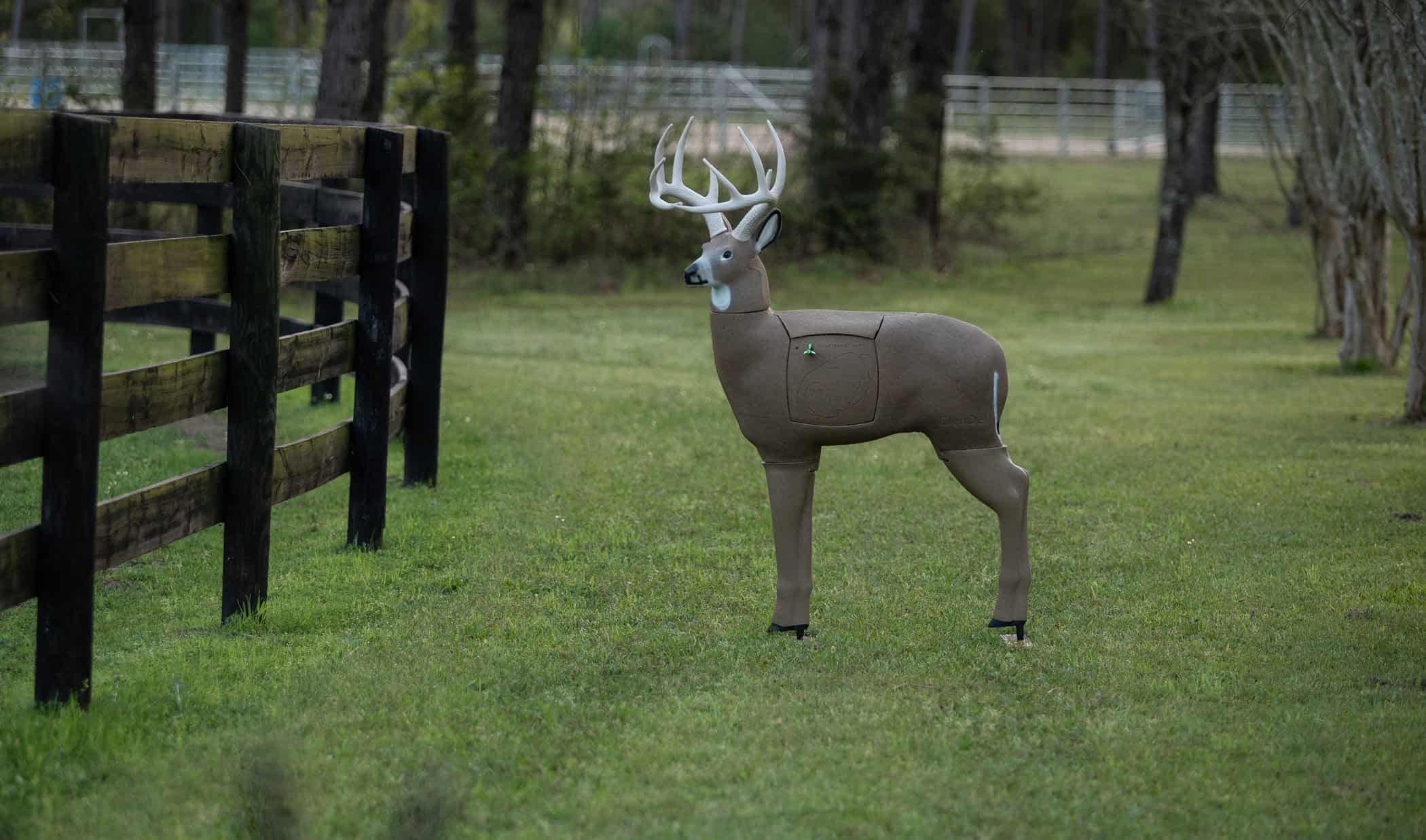Blem GlenDel Buck - Image 4